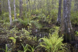 View of vegetation in cypress swamp habitat