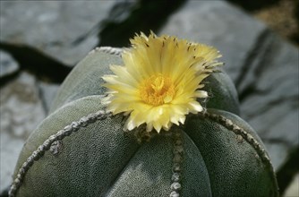 Bishop's cap cactus