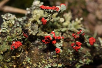 Scarlet cup lichen
