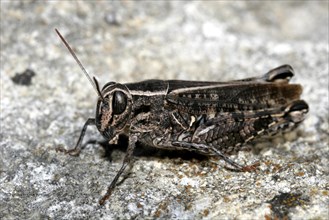 Italian Long-eared Grasshopper