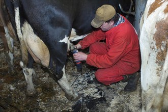 Dairy farmer cuts hair from the fur of dairy cows
