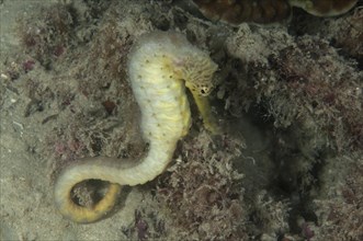 Tiger-tail seahorse