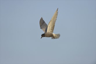 Black Tern