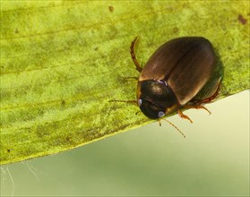 Common black diving beetle