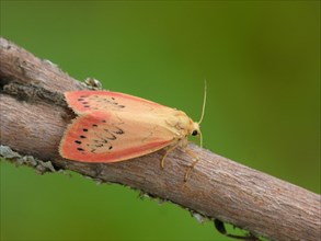 Rosy footman moth