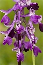 Long-spurred Orchid
