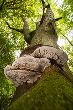 Fruiting bodies of artist's mushrooms