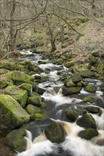 Brook cascades through woodland habitat in the Highlands