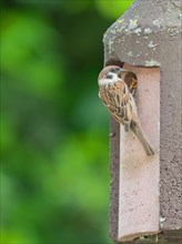 Tree sparrows at the nest box