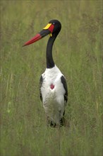Saddle-bill stork