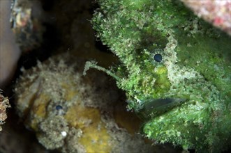 Spot-tailed frogfish