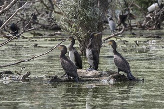 Cormorant juveniles at Lake Kerkini