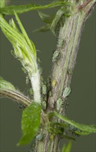 Slender mugwort aphid