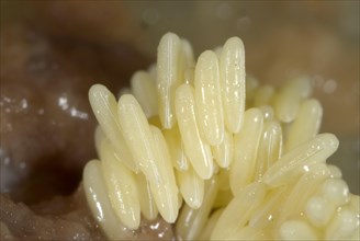 Fly eggs laid on rotting meat