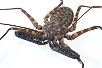 Tanzanian giant whip scorpion without tail