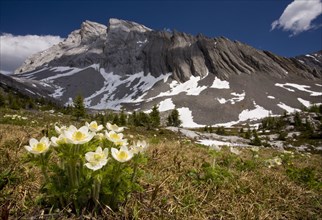 Flowering mountain pasqueflower