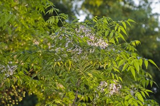 Leaves and flowers of the neem
