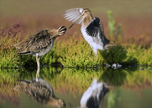 Two common snipes