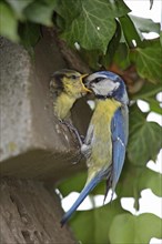 Blue tit feeding young bird at nest box