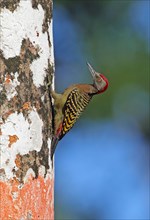 Hispaniolan hispaniolan woodpecker