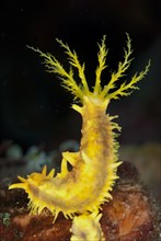 Yellow yellow sea cucumber