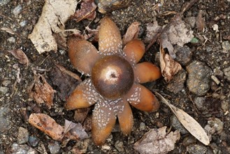 Common collared earthstar