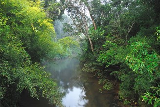View of river in primary rainforest habitat