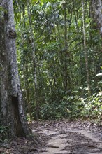 Track through rainforest habitat
