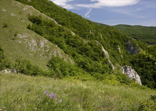 View of a flower-rich grassland habitat above the limestone gorge