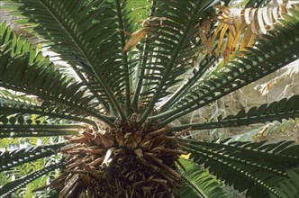 Mexican Double Palm Fern