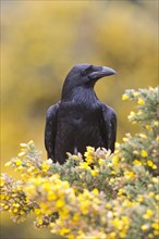 Adult common raven