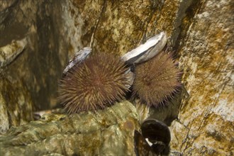 Shore sea urchin