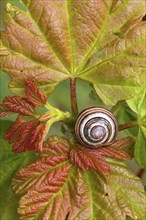 Brown-lipped grove snail