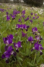 Purple form of the crimean iris