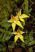 Flowering cowslip orchid