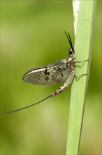 Common mayfly