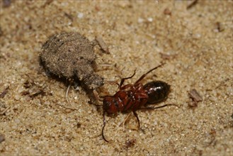 Dune ant lion with prey
