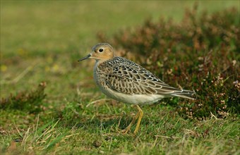 Buff-breasted Sandpiper