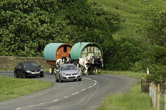 Caravan of horses with cars on the road