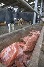 Concrete trough with mineral blocks in the cubicle house of a dairy farm