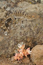 Gomero Wall gomero wall gecko