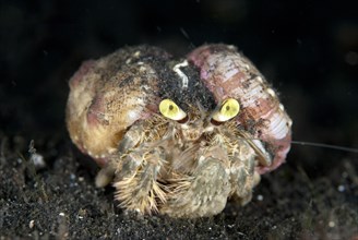 Pale Anemone Hermit Crab