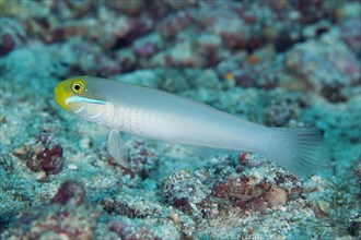 Golden-fronted Sand Goby