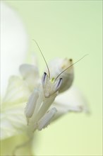 Walking flower mantises