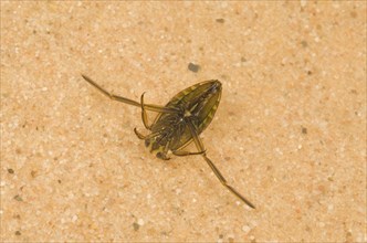 Spotted Water Boatman