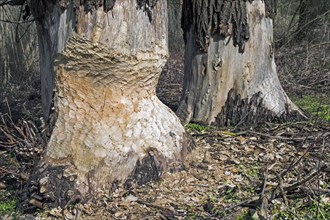 Thick tree trunk with tooth marks from gnawing by the european beaver
