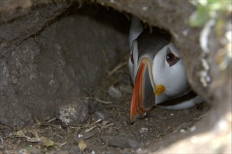 Atlantic Puffin