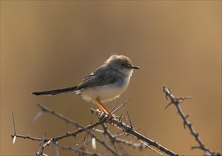 Red-fronted Warbler