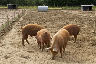 Tamworth pigs feeding on pignuts