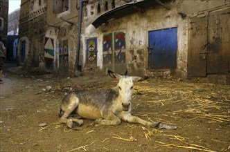 Donkey Old donkey in Sana'a